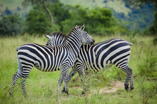8 days rwanda safari