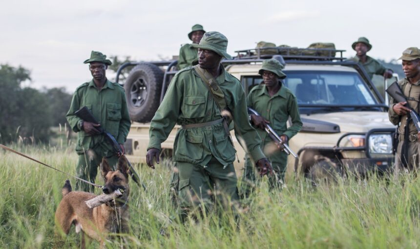 Gorilla Poaching Prevention