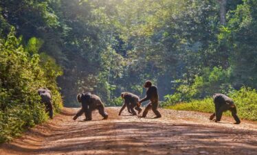 An Epic 8 Days Primate Safari Uganda