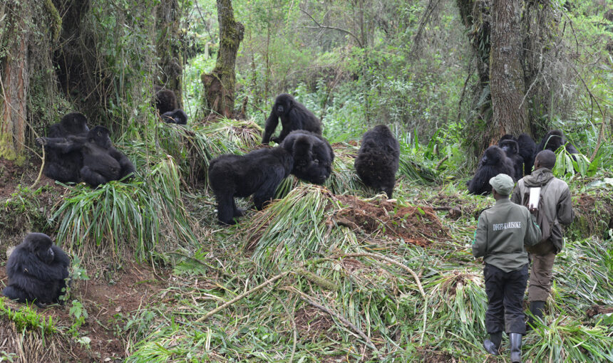 Climate Change Effects On Gorillas