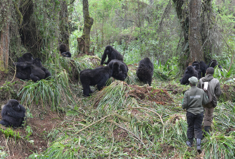 Climate Change Effects On Gorillas
