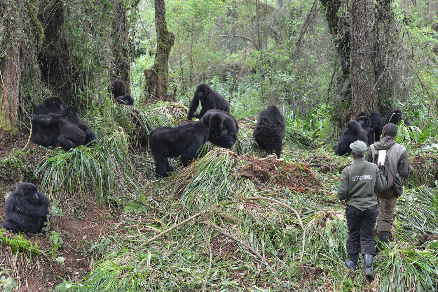 Climate Change Effects On Gorillas