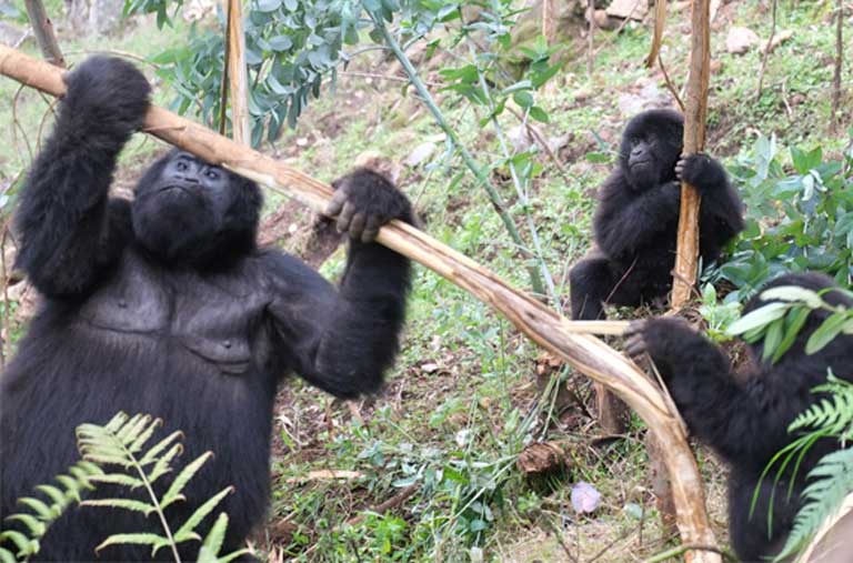 Climate Change Effects On Gorillas