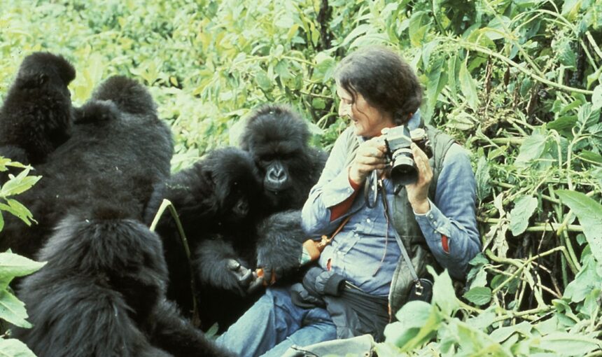 Gorilla Emotional Intelligence
