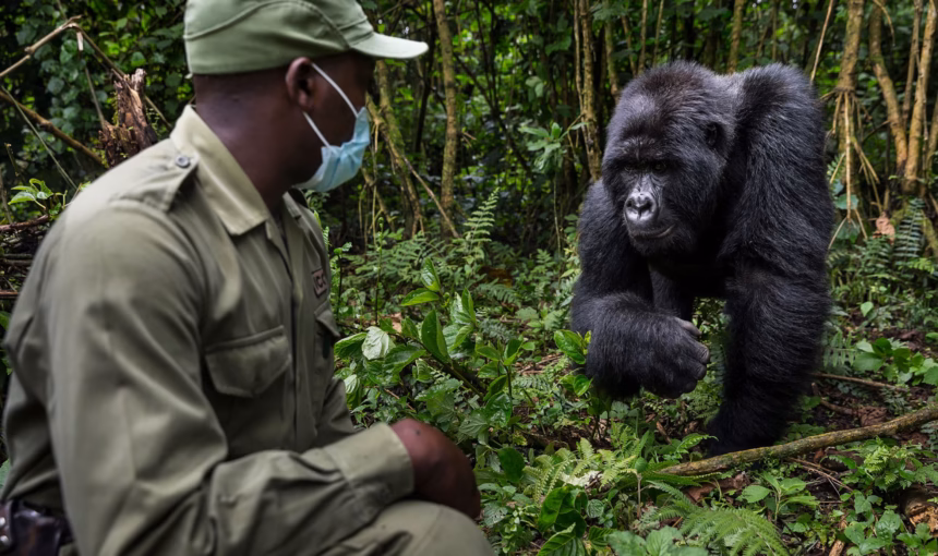 Ebola Impact On Gorilla Population