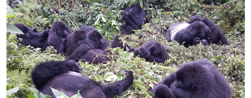 Ebola Impact On Gorilla Population