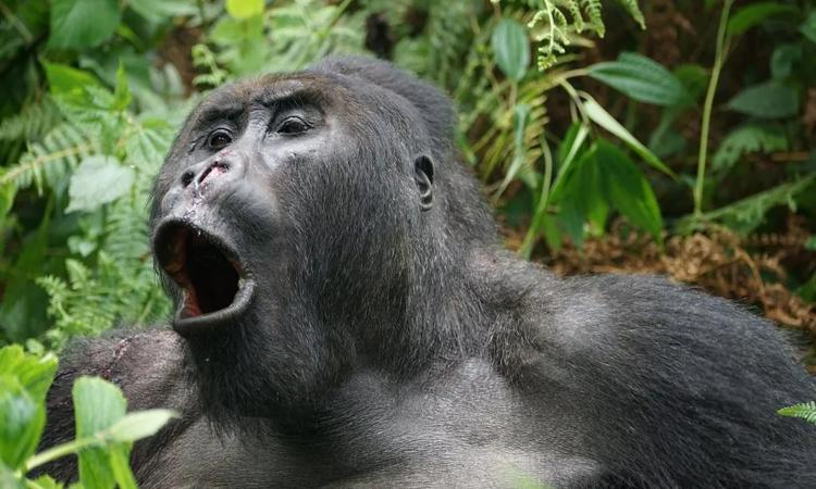 gorilla communication with humans