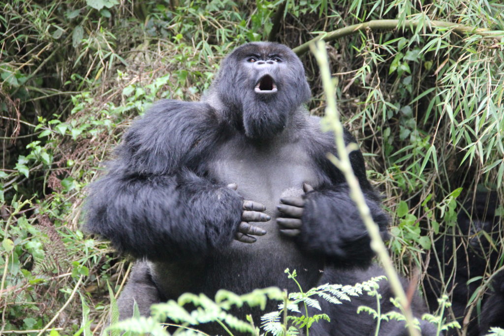 Gorilla Communication Sounds