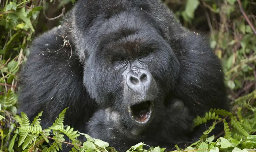 Gorilla Communication Sounds