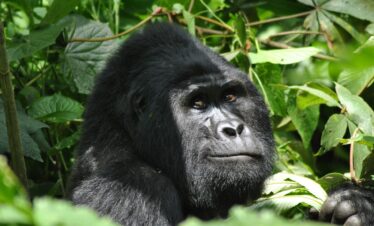 3 Days Rwanda Gorilla Tour