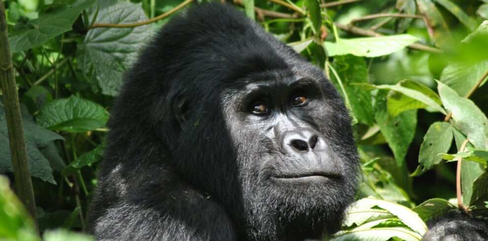 3 Days Rwanda Gorilla Tour
