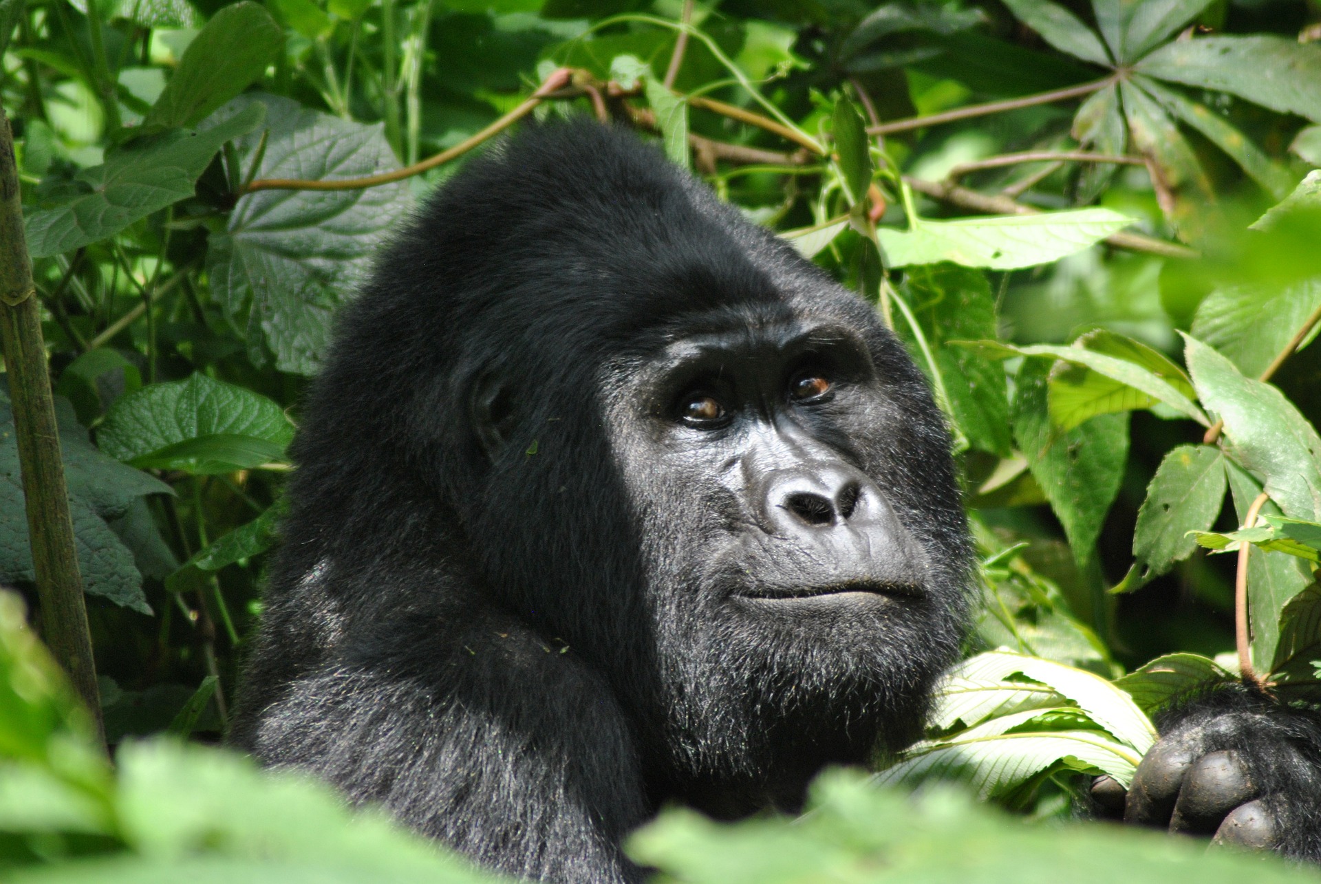 Silverback Emotional Intelligence & Leadership