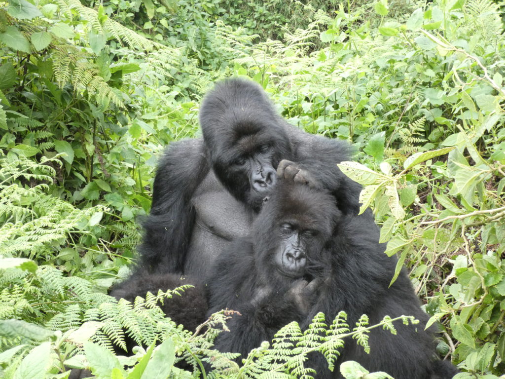 Gorilla Grooming Habits
