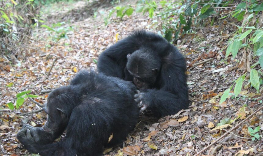 Gorilla Grooming Habits