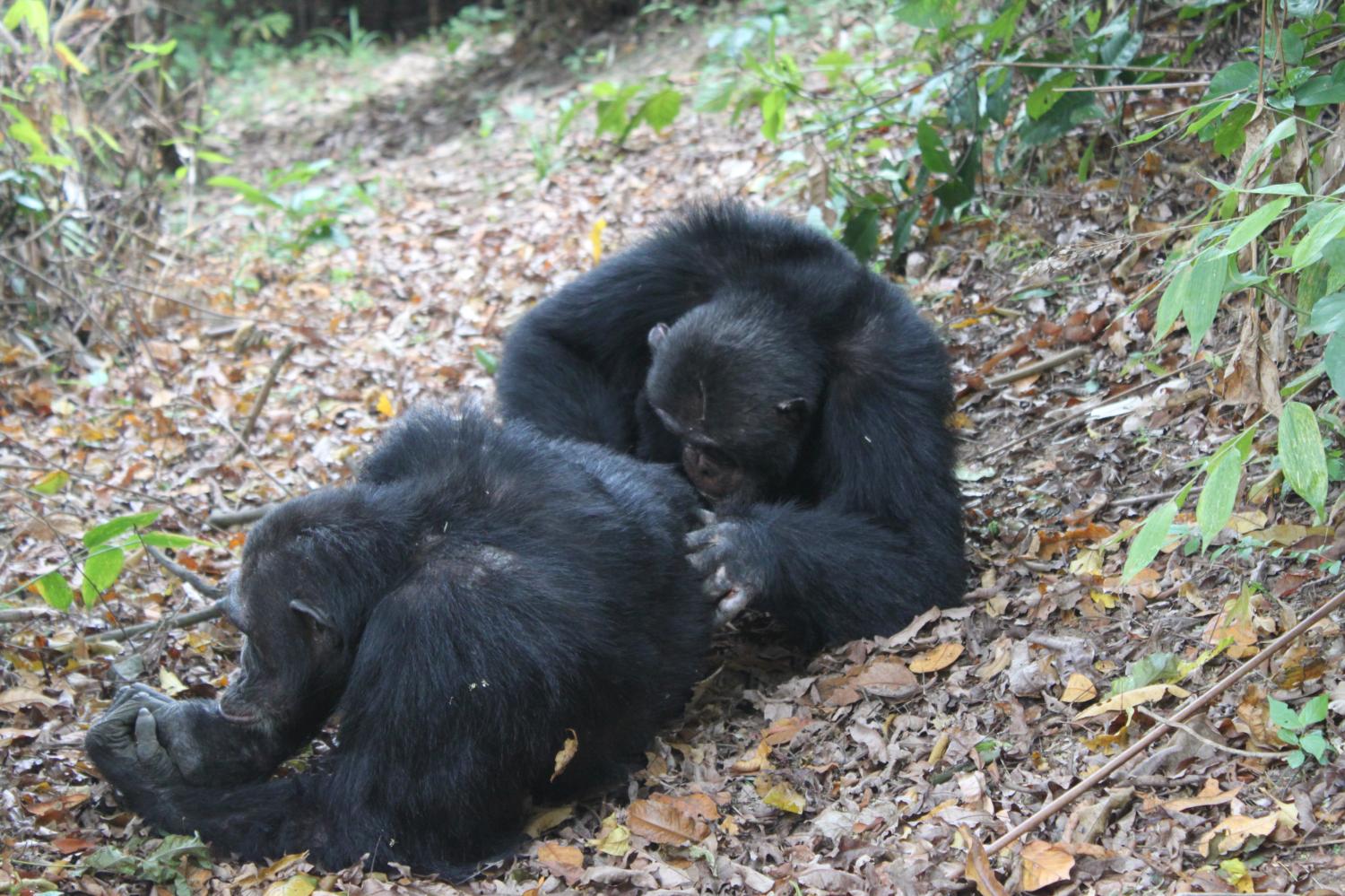 Gorilla Grooming Habits