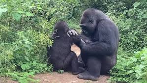 Gorilla Grooming Habits