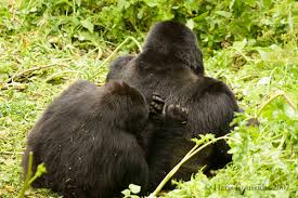 Gorilla Grooming Habits