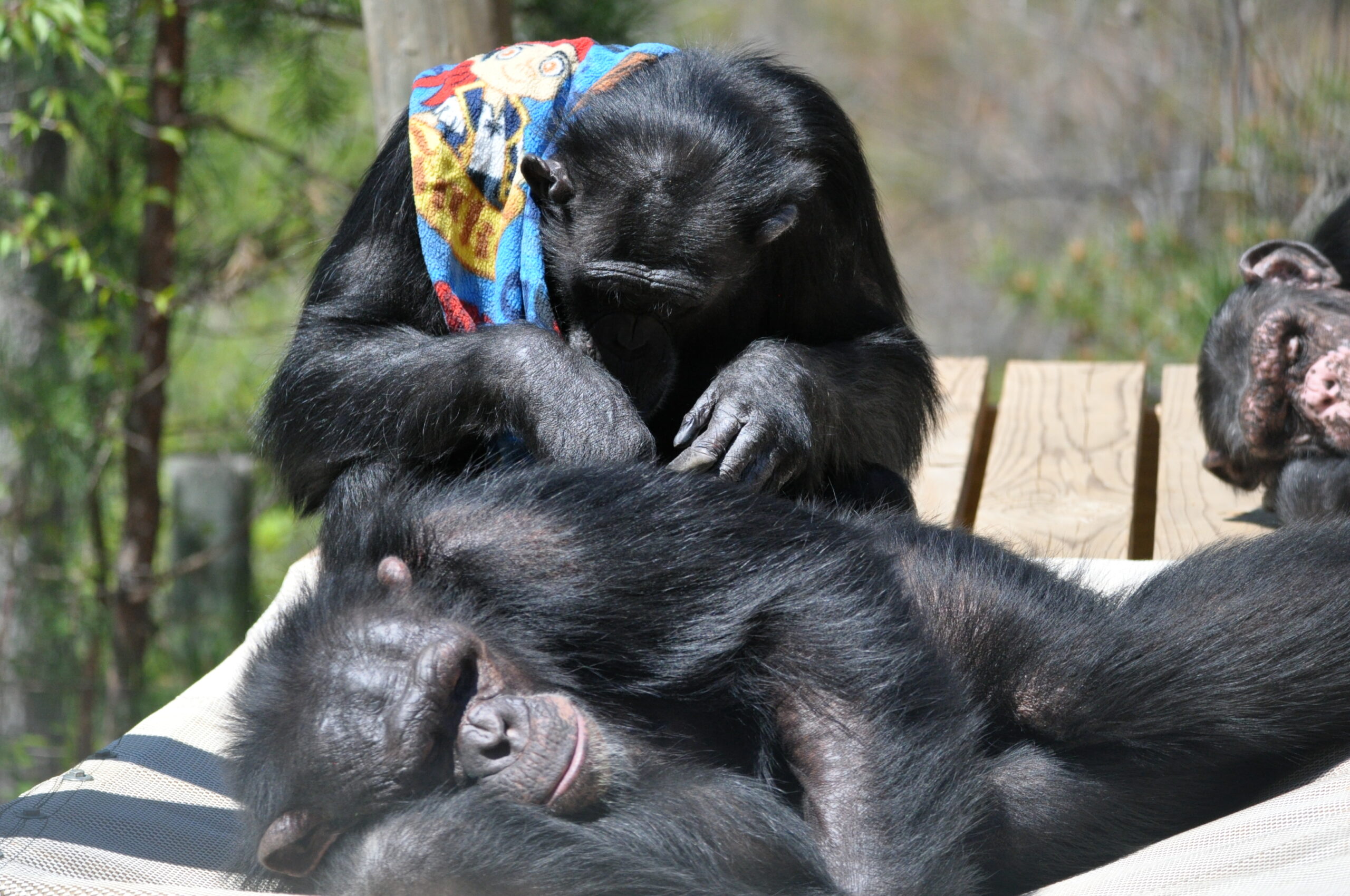 Differences Between Gorilla Grooming and Chimpanzee Grooming