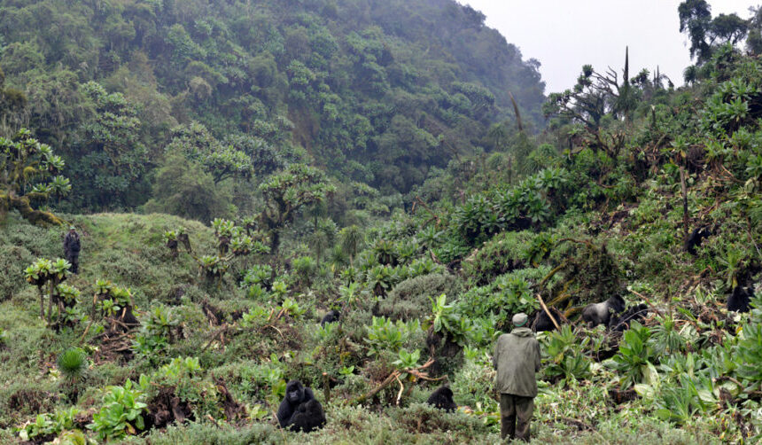 Gorilla Habitat Destruction