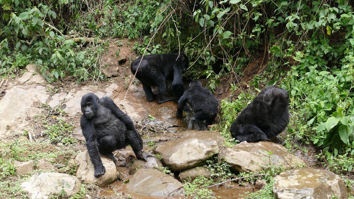 Gorilla Habitat Destruction