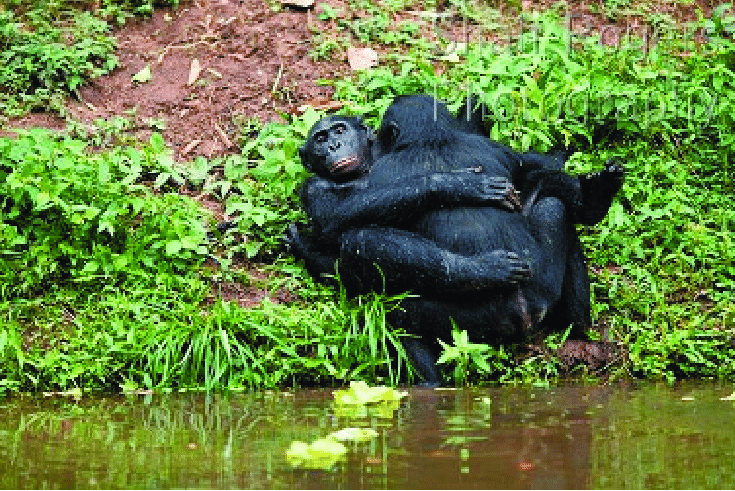 Gorilla Mating Behavior