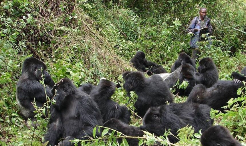 Gorilla Migration Patterns