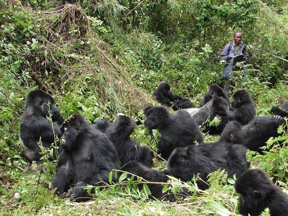Gorilla Migration Patterns
