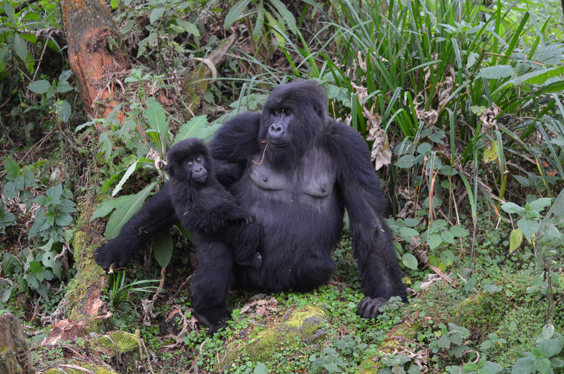 How Food Availability Influences Gorilla Movement