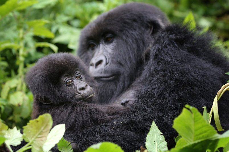 Gorilla Parenting Compared to Human Parenting