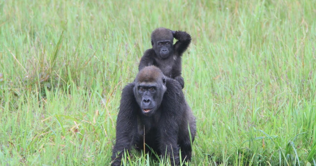 Human Gorilla Conflict