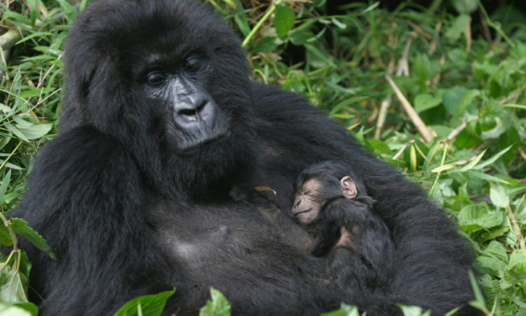 Gorilla Parenting Behavior