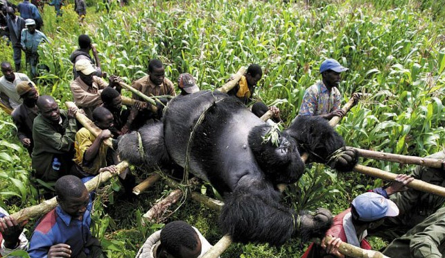 Gorilla Poaching Prevention