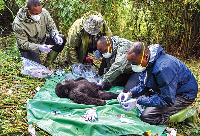 Diseases That Affect Gorillas