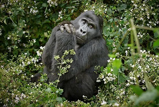 gorilla using tools​