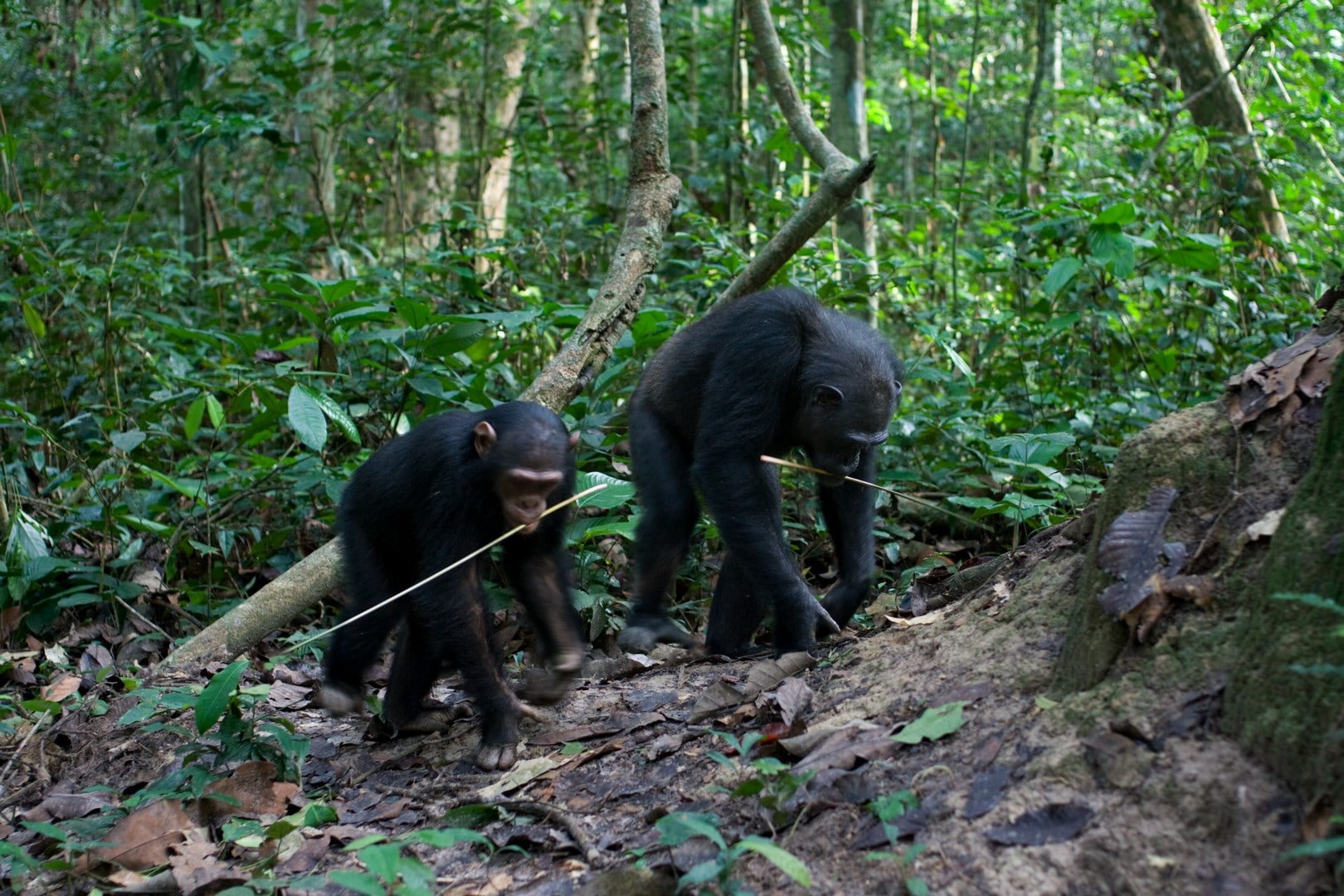 Do Gorilla Use Tools? 