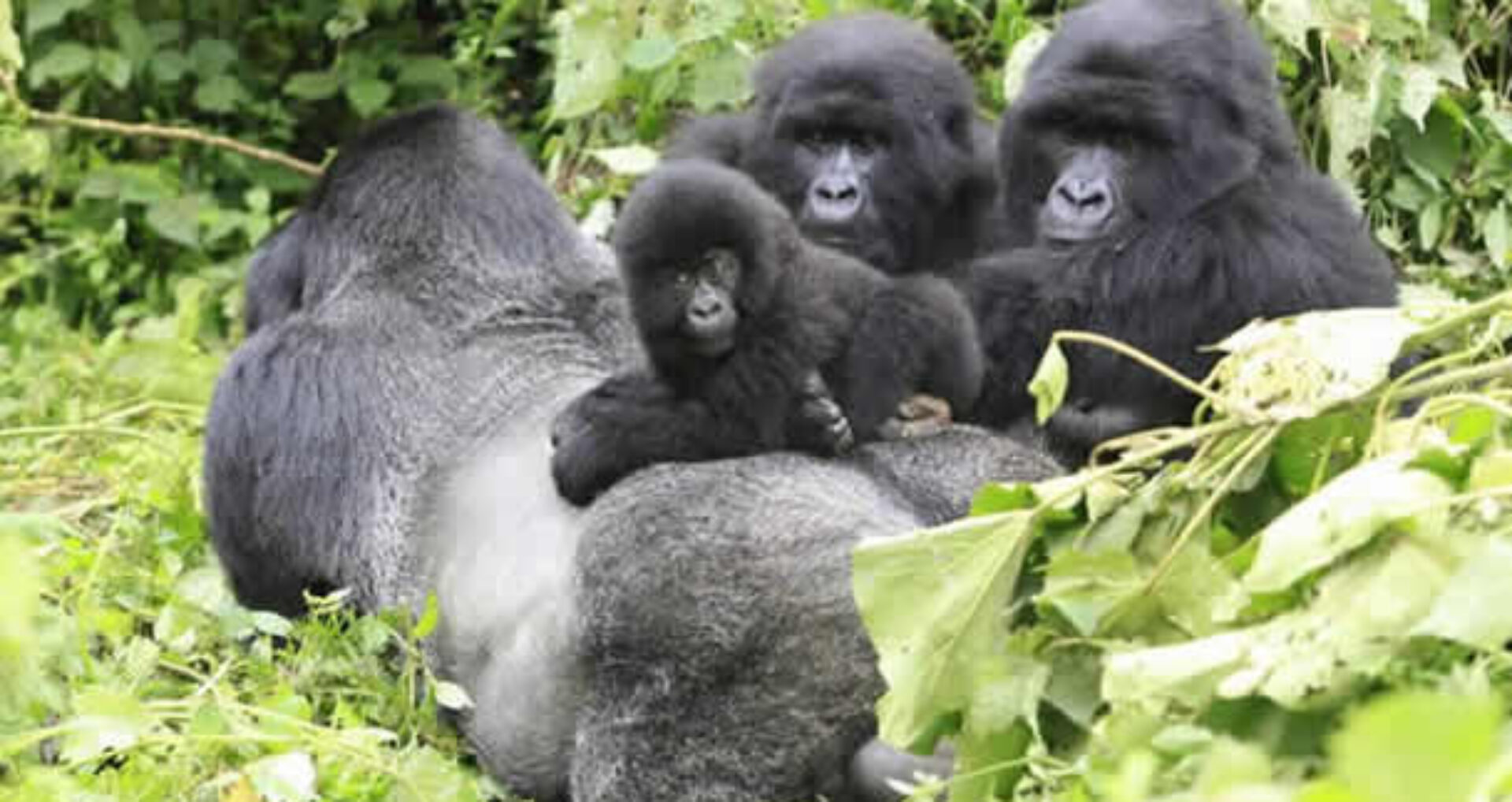 Gorilla Trekking in Africa