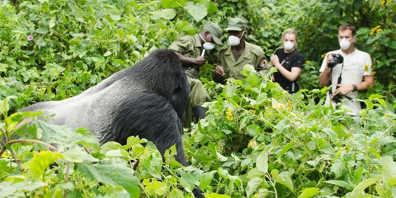 Gorilla Trekking Rules & Guidelines