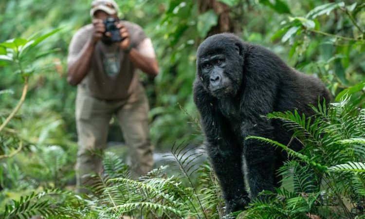 Gorilla Trekking in Africa