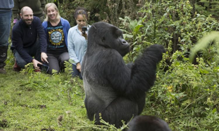 Gorilla Trekking Difficulty & Fitness Level