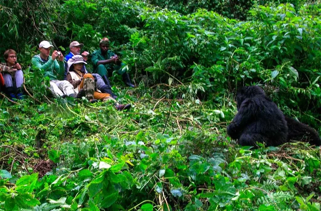 Why Book with GoSilverback Safaris