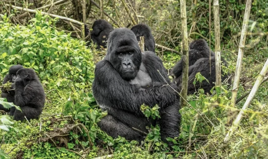Gorilla Trek Africa