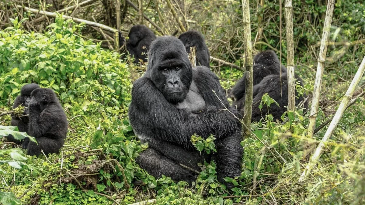 Gorilla Trek Africa