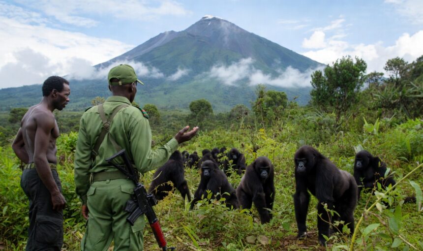 Human Gorilla Conflict
