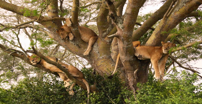  7 Days Uganda Safari