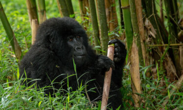 4 Days Rwanda Gorilla And Wildlife Safari