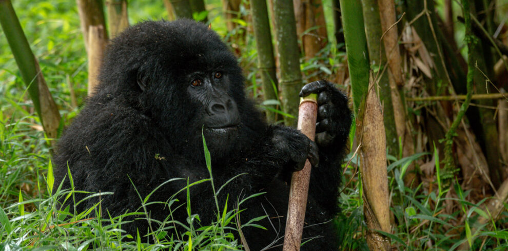 4 Days Rwanda Gorilla And Wildlife Safari