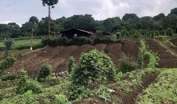 How Climate Change Effects On Gorillas