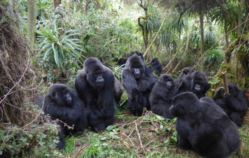 Why Silverbacks Lead Gorilla Families