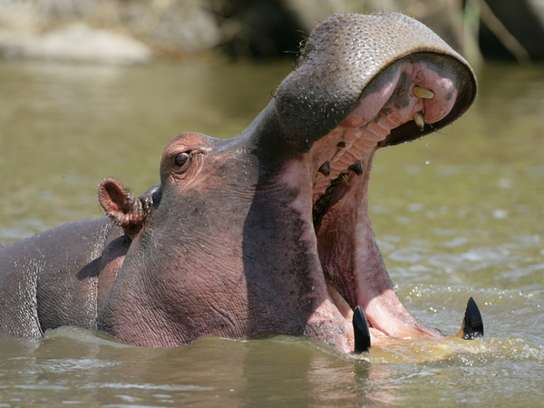 Why Murchison Falls Is a Must-Visit Safari Destination