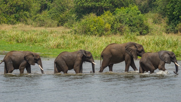 Wildlife Around Murchison Falls